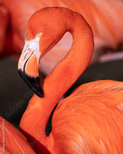 Red flamingo, Phoenicopterus ruber