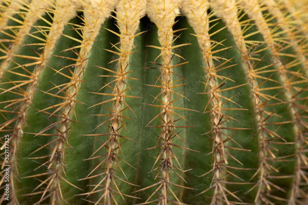 Prickly cactus texture. Close up green nature background. Prickly cactus texture. Close up green nature background.