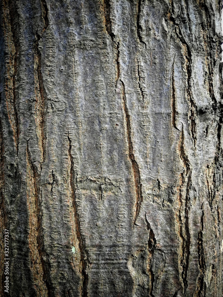 bark of a tree bark of a tree
