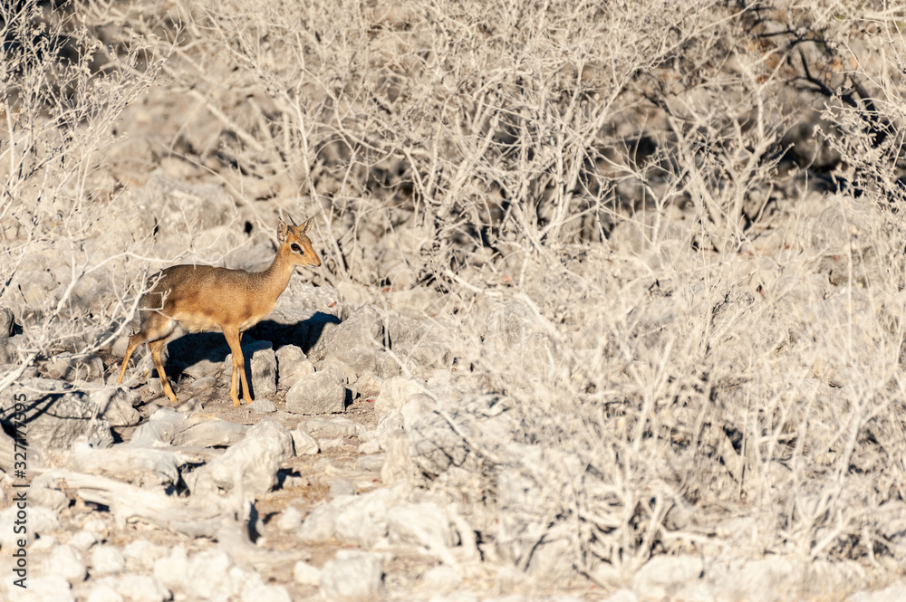 Detail of a small Dik Dik - Madoqua kirkii- hiding in the bushes of Etosha National Park, Nambia. Detail of a small Dik Dik - Madoqua kirkii- hiding in the bushes of Etosha National Park, Nambia.