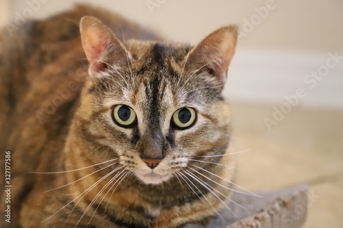 Closeup portrait of young tabby cat © AndyCBR1000RR