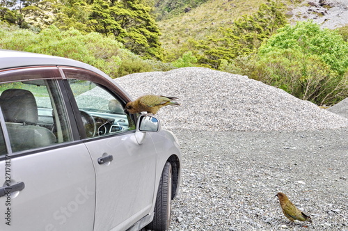 Fototapeta Naklejka Na Ścianę i Meble -  Kea Alpine Parrot on the South Island, New Zealand