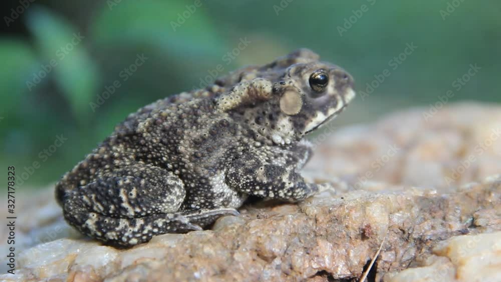 Evergreen Toad Ferguson's toad (Bufo fergusonii) in past Schneider's (dwarf) toad ...