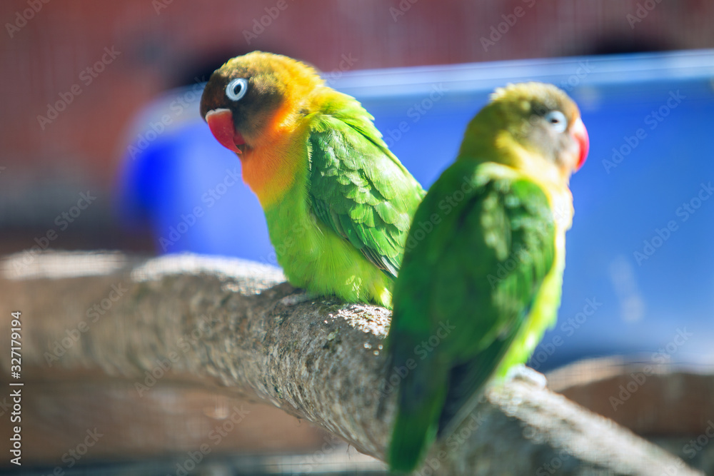 Obraz premium Colorful parrots in a cage at a zoo.