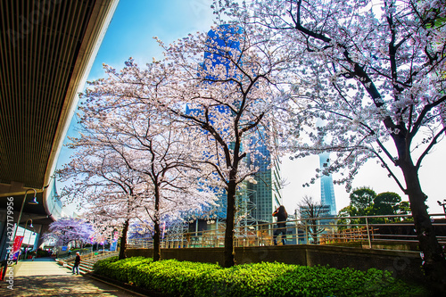 Idyllic Cherry blossom trees at Sumida district of Tokyo, Japan photo