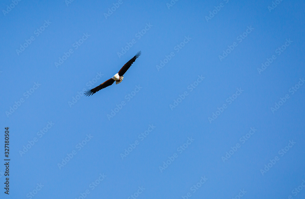 Fototapeta premium African Fish Eagle