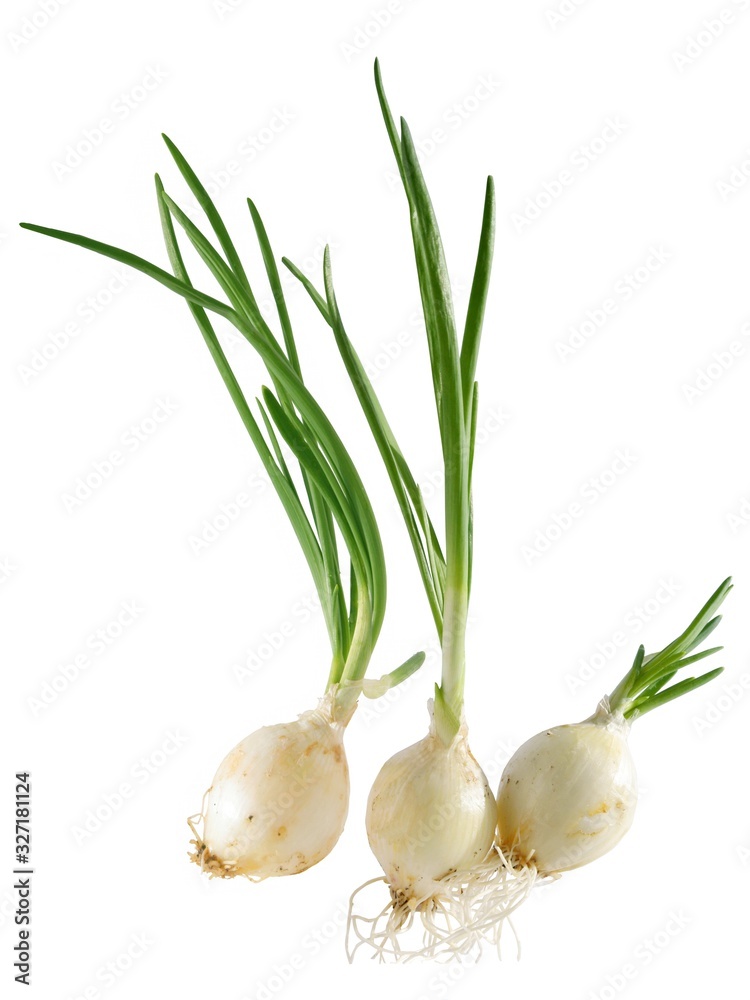 onions bulbs with green leaves