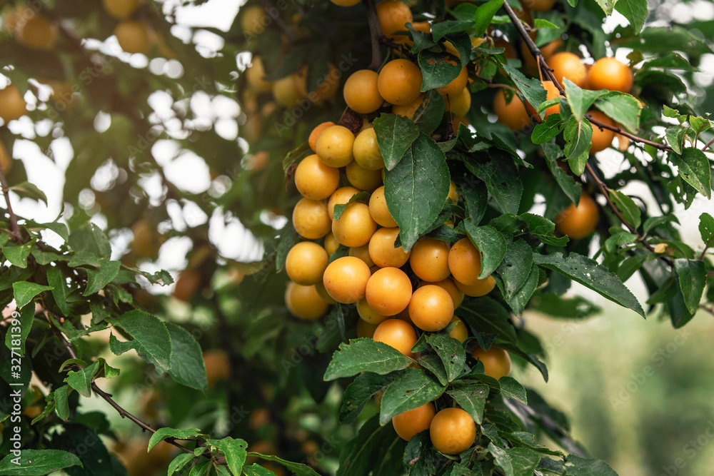 Orange-yellow quince fruits on a tree in the light of the sun.