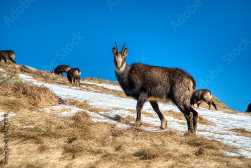 Mountain goats on mountain ridge graze in winter, Slovakia Low Tatras