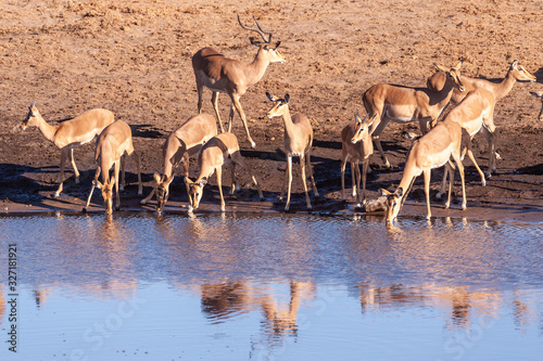 A group of Impalas -Aepyceros melampus- drinking from a waterhole in Etosha National Park, Namibia.