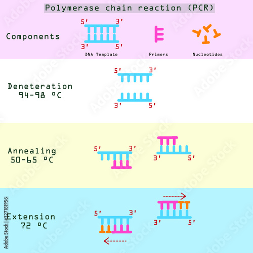 Polymerase chain reaction thermal cycles (PCR) vector illustration for education of molecular and biology technique.