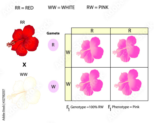 Incomplete doninance is a genetics out of Mandel's law