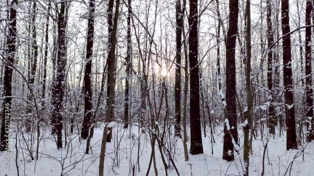 Snow weather forest on white sunny winter mood day Snow weather forest on white sunny winter mood day