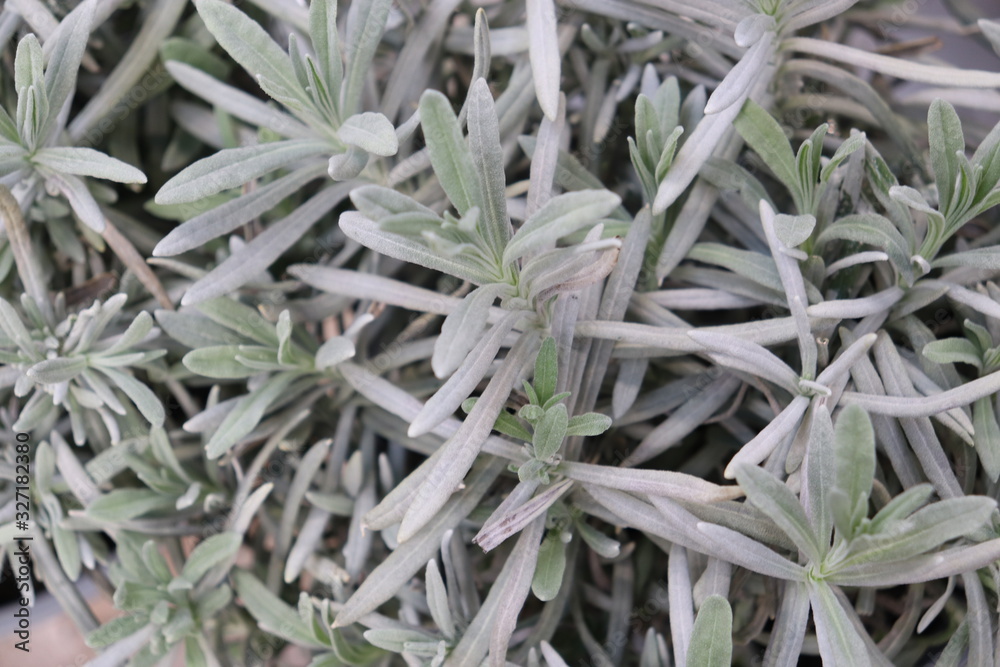 Green background of  living plants variegata. seedlings in the store.