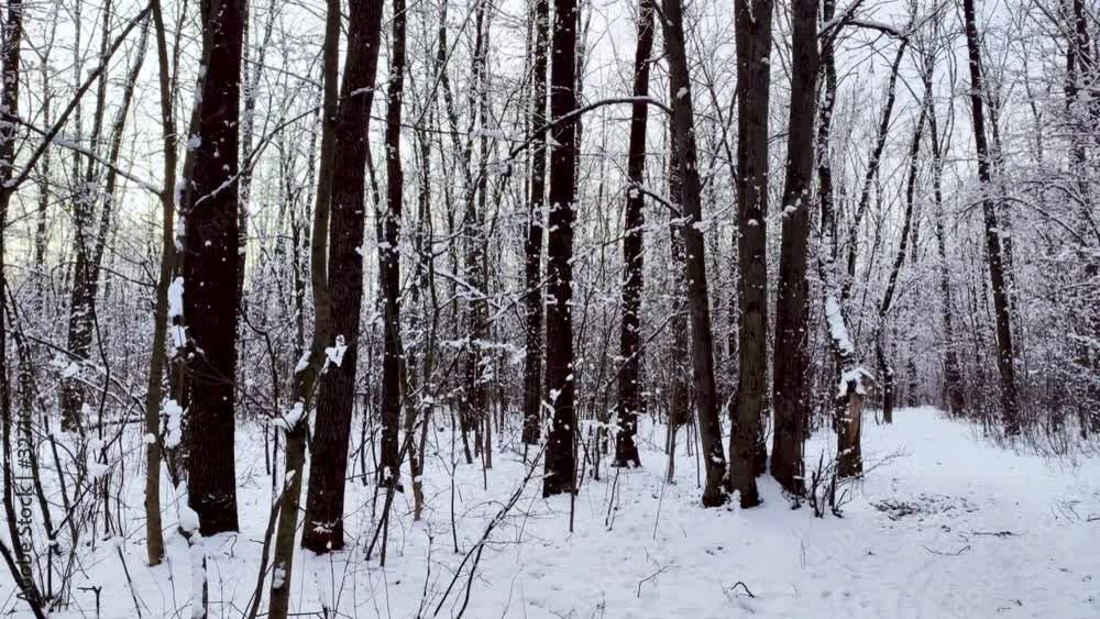 Snow weather forest on white sunny winter mood day Snow weather forest on white sunny winter mood day