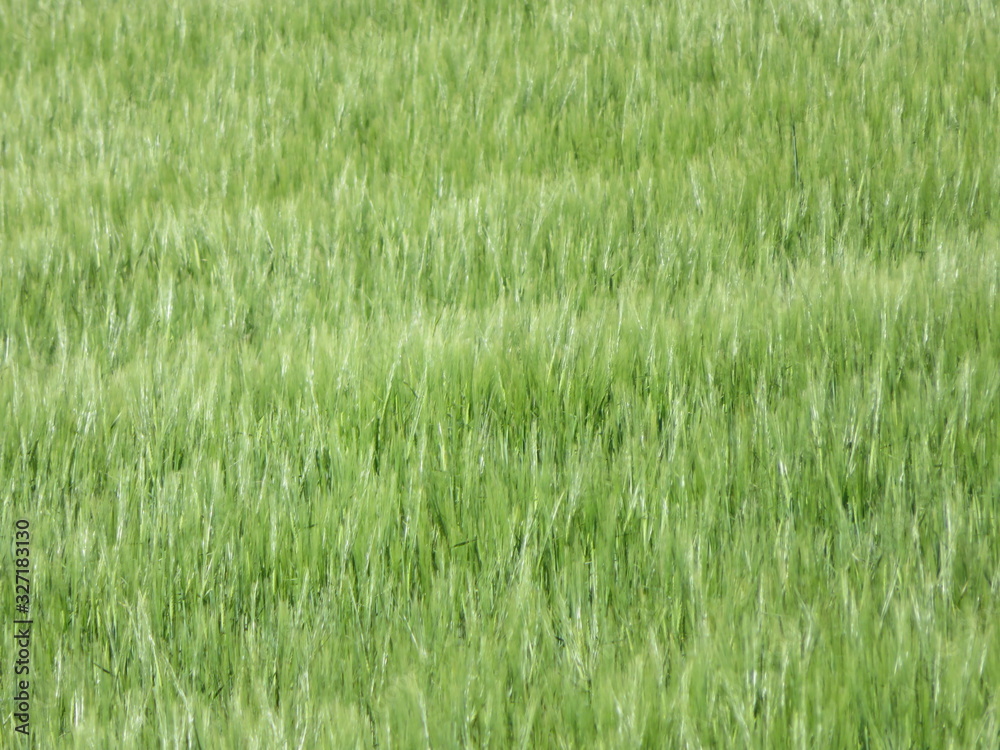 Beautiful grain field waiting to be yellow and dry to be harvested Beautiful grain field waiting to be yellow and dry to be harvested