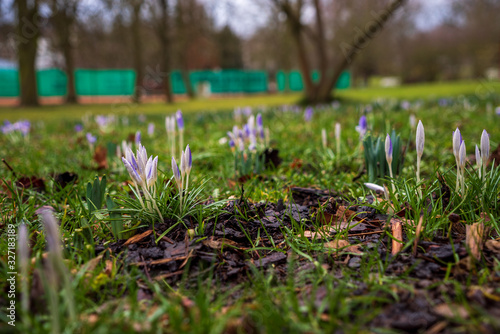 Lila Krokuse im Park photo