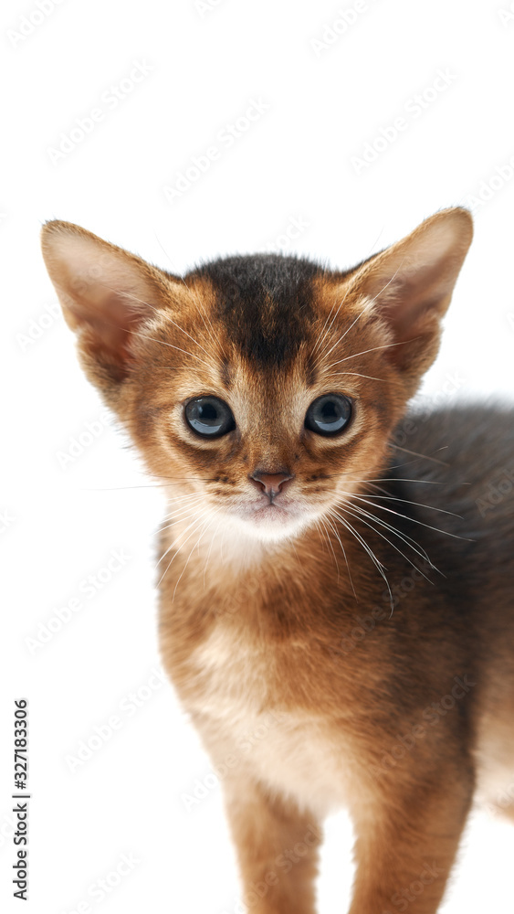 Portrait of a little funny brown kitten. purebred abessin kitten is looking at the camera. Pet at home. Studio photo on a white background isolate. Portrait of a little funny brown kitten. purebred abessin kitten is looking at the camera. Pet at home. Studio photo on a white background isolate.
