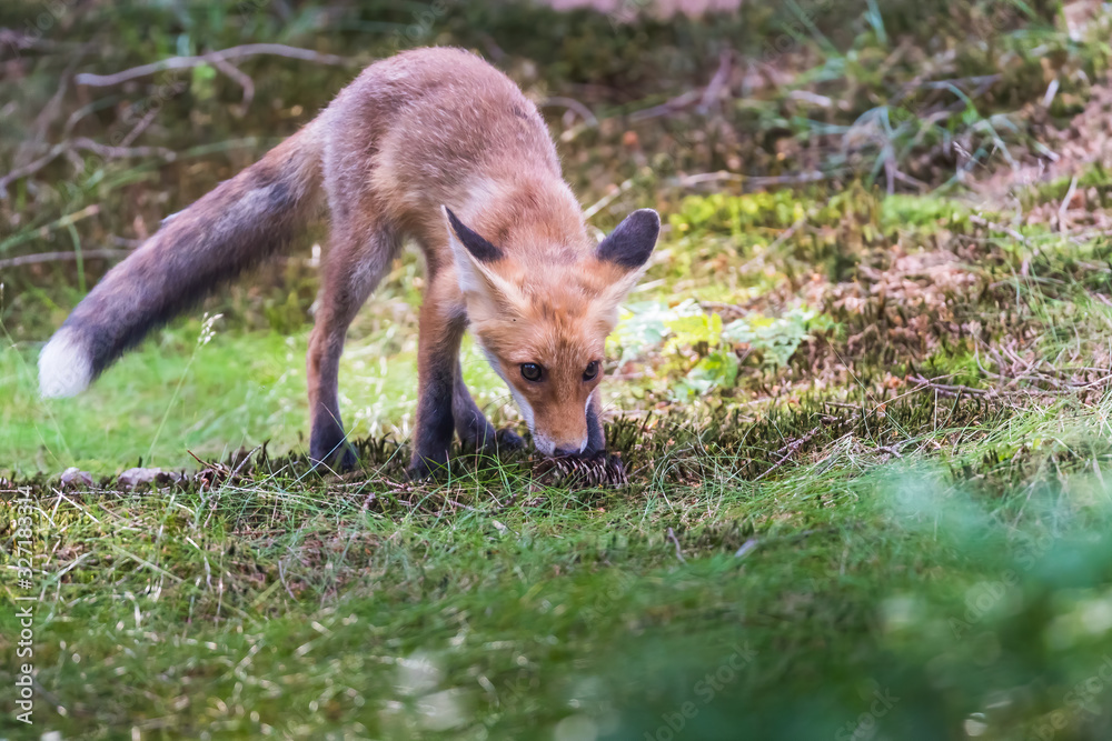 Red Fox. The species has a long history of association with humans.The red fox is one of the most important furbearing animals harvested for the fur trade. Largest of the true foxes Red Fox. The species has a long history of association with humans.The red fox is one of the most important furbearing animals harvested for the fur trade. Largest of the true foxes