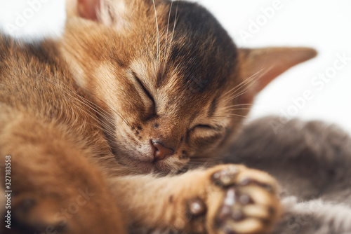 Fototapeta Naklejka Na Ścianę i Meble -  Cute little ginger kitten sleeping on a fur brown blanket Photo of a brown purebred abessin kitten. Dream sleep rest slumber.