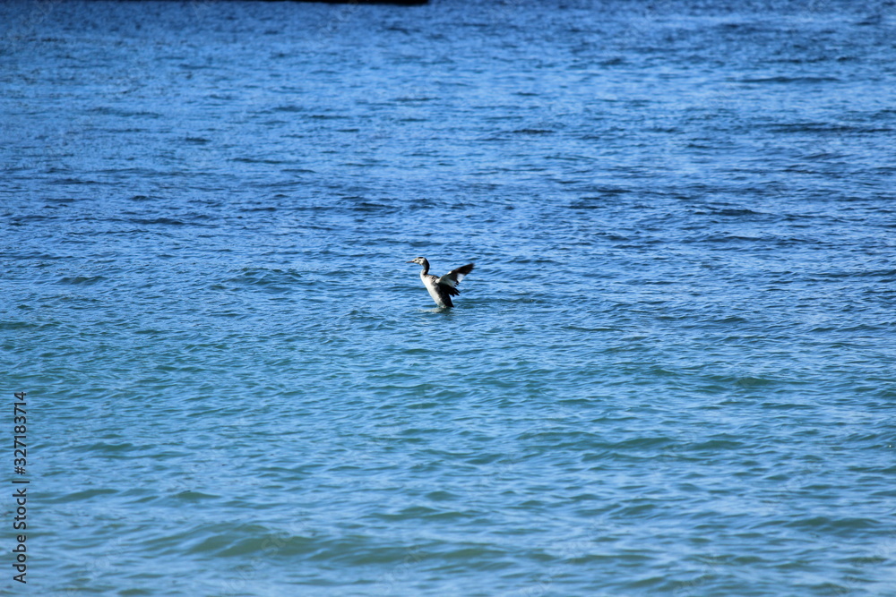 海から飛び立つ鳥