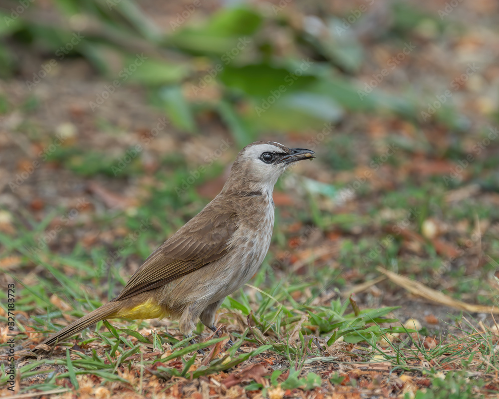 Fototapeta premium The Yellow-vented Bulbul (Pycnonotus goiavier) on a grass is a member of the bulbul family of passerine birds.