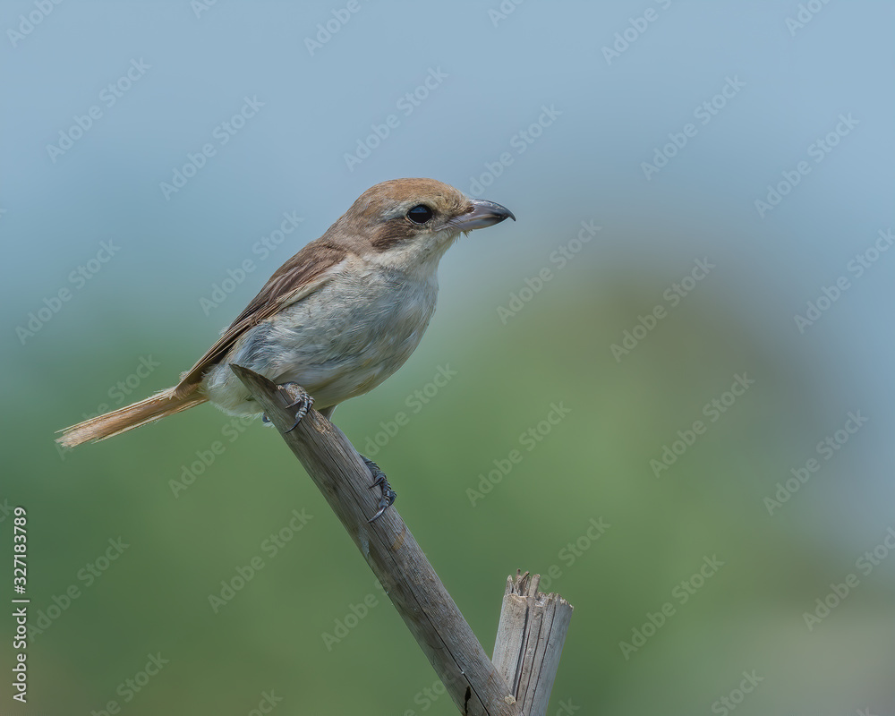 Brown Shrike (Lanius cristatus) perched on a pole with blurry background is a bird in the shrike family that is found mainly in Asia Brown Shrike (Lanius cristatus) perched on a pole with blurry background is a bird in the shrike family that is found mainly in Asia