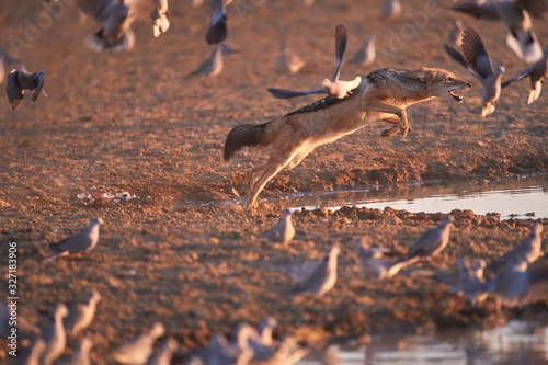 Black Backed Jackal, Canis Mesomelas, african fox-like canid hunting doves at waterhole . Animal action scene, hunting behavior.  African wildlife photo, Polentswa pan, Kgalagadi, Botswana. photo