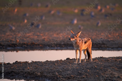 Black Backed Jackal, Canis Mesomelas, african fox-like canid hunting doves at waterhole . Animal action scene, hunting behavior.  African wildlife photo, Polentswa pan, Kgalagadi, Botswana. photo