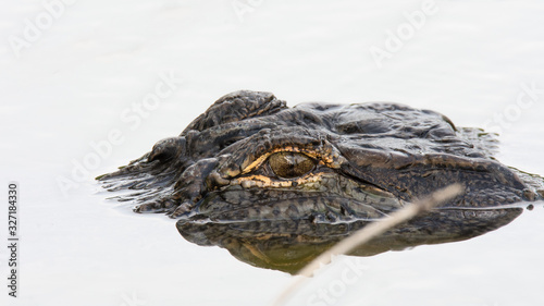 Watchful alligator in the water