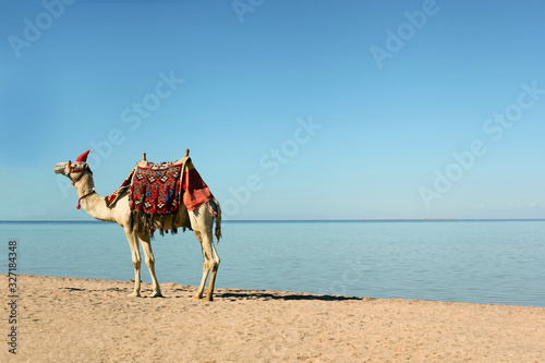Camel walking along white sands on the beach at Egypt in Sharm el Sheikh. southern tip of the Sinai Peninsula