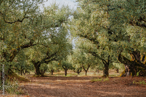 Fotótapéta Olive Grove on the island of Greece. plantation of olive trees.