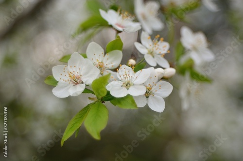 The spring blooming of fruit trees, cherry.