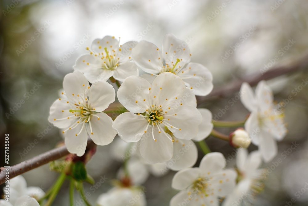 The spring blooming of fruit trees, cherry. The spring blooming of fruit trees, cherry.