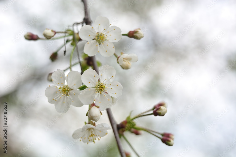 The spring blooming of fruit trees, cherry. The spring blooming of fruit trees, cherry.