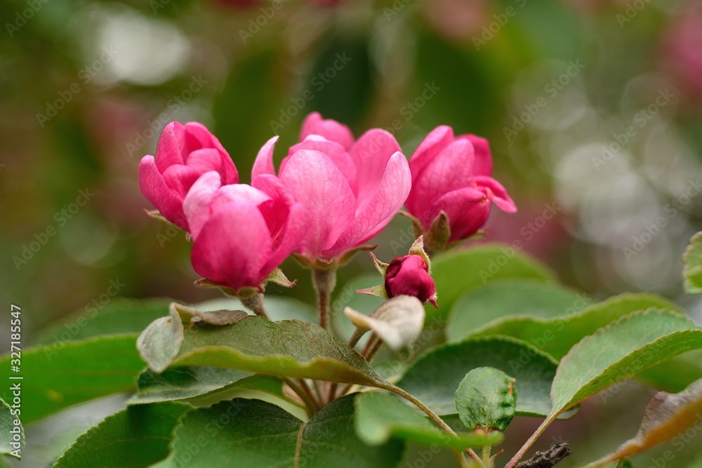 Spring flowering fruit trees, Apple trees. Spring flowering fruit trees, Apple trees.