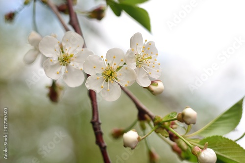 The spring blooming of fruit trees  cherry.