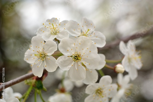 The spring blooming of fruit trees, cherry.