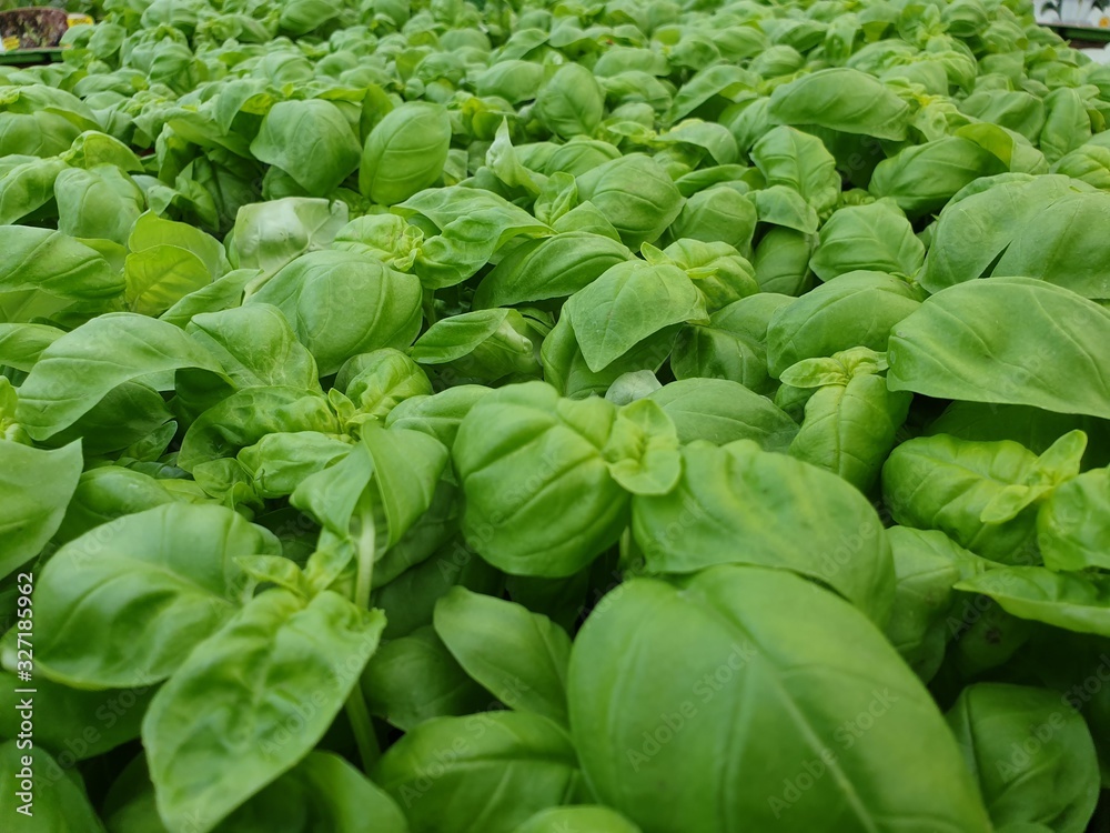 A closeup of many delicious basil plants A closeup of many delicious basil plants