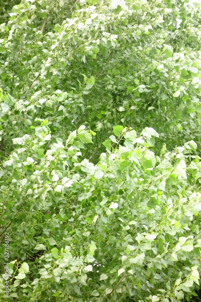 沼部の藪、青々と鬱蒼と茂る繁みと木の葉 沼部の藪、青々と鬱蒼と茂る繁みと木の葉