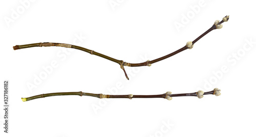 Set of spring twigs with swallen buds