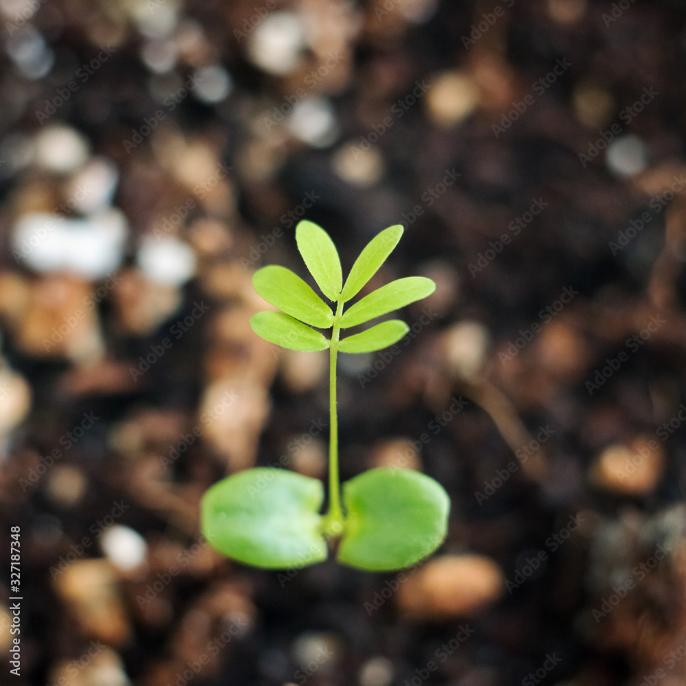 Mimosa pudica or sleepy plants. Mimosa shy, bashful or shrinking plants. Princess flower. Plant growth on the soil. Mimosa pudica or sleepy plants. Mimosa shy, bashful or shrinking plants. Princess flower. Plant growth on the soil.