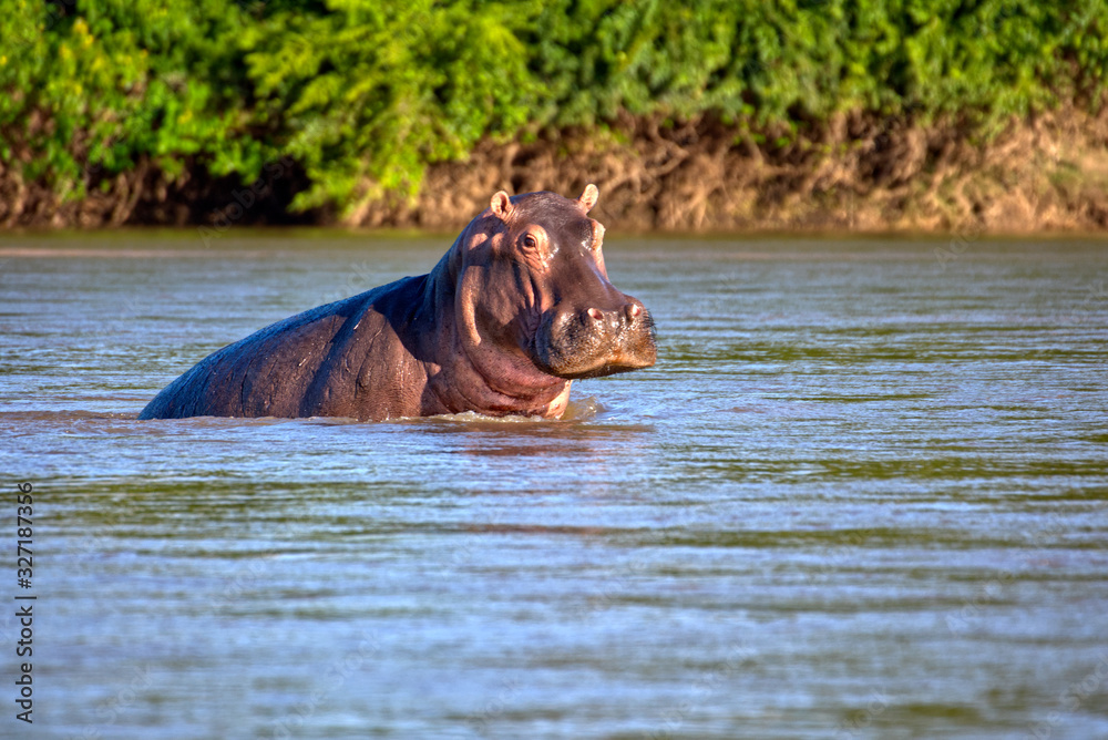 Wildes Nilpferd Flusspferd in Afrika Selous Tansania