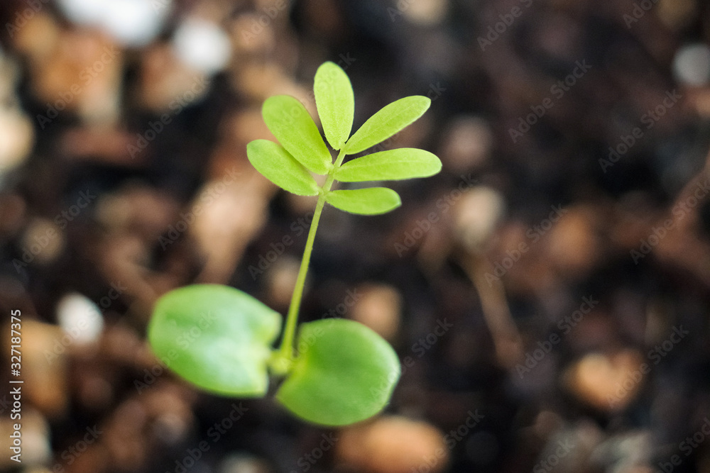 Mimosa pudica or sleepy plants. Mimosa shy, bashful or shrinking plants. Princess flower. Plant growth on the soil. Mimosa pudica or sleepy plants. Mimosa shy, bashful or shrinking plants. Princess flower. Plant growth on the soil.
