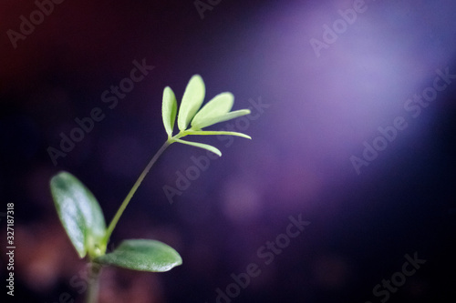 Mimosa pudica or sleepy plants. Mimosa shy, bashful or shrinking plants. Princess flower. Plant growth on the soil.