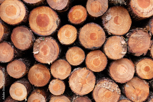 Large stack of small diameter logged pine tree wood showing annual growth rings