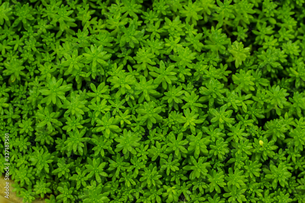 green fresh leaves background, Sedum reflexum or Sedum rupestre grass texture