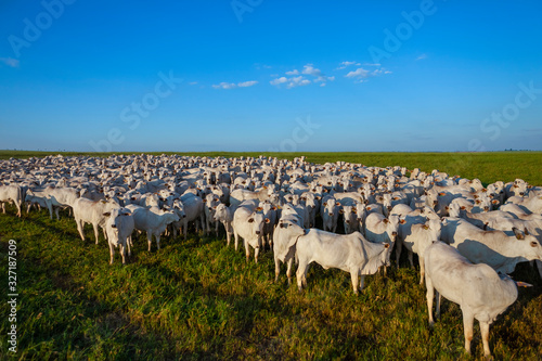 Gado Nelore, rebanho de bois da raça Nelore no pasto, boiada grande, 500 cabeças de novilhos