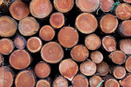 Canvastavla Large stack of small diameter logged pine tree wood showing annual growth rings
