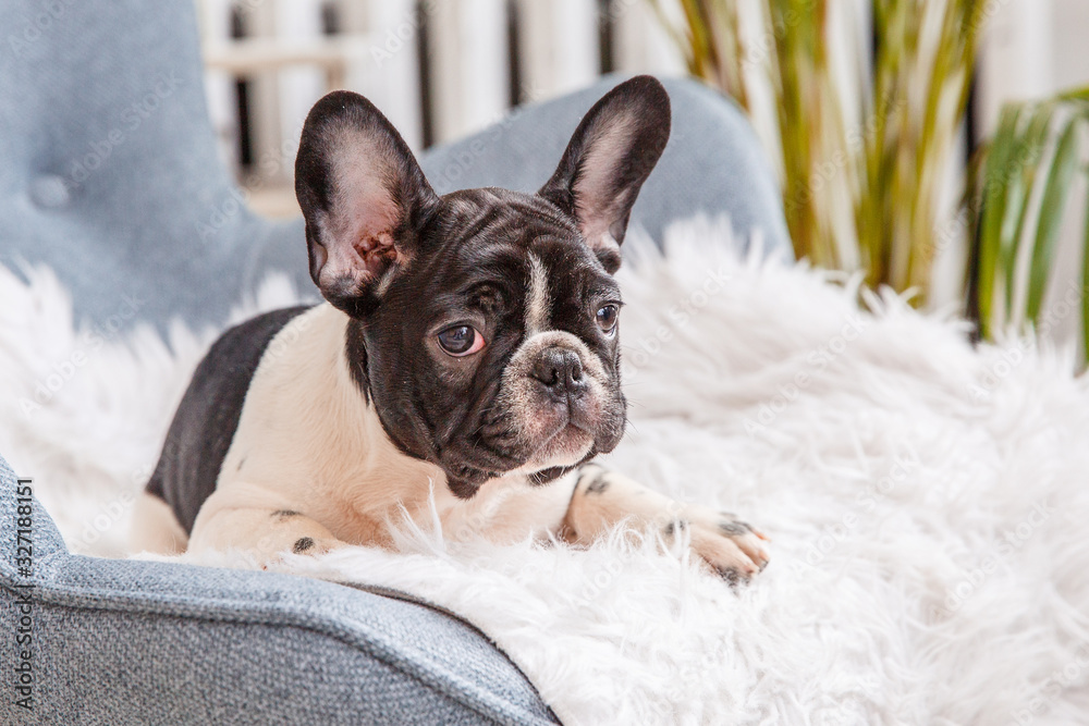 a French bulldog puppy is lying on a blanket looking at the camera a French bulldog puppy is lying on a blanket looking at the camera